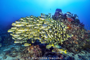 Sweet lips . Raja Ampat . Cape Kri
Nikon D800E , 16mm , ... by Marchione Giacomo 